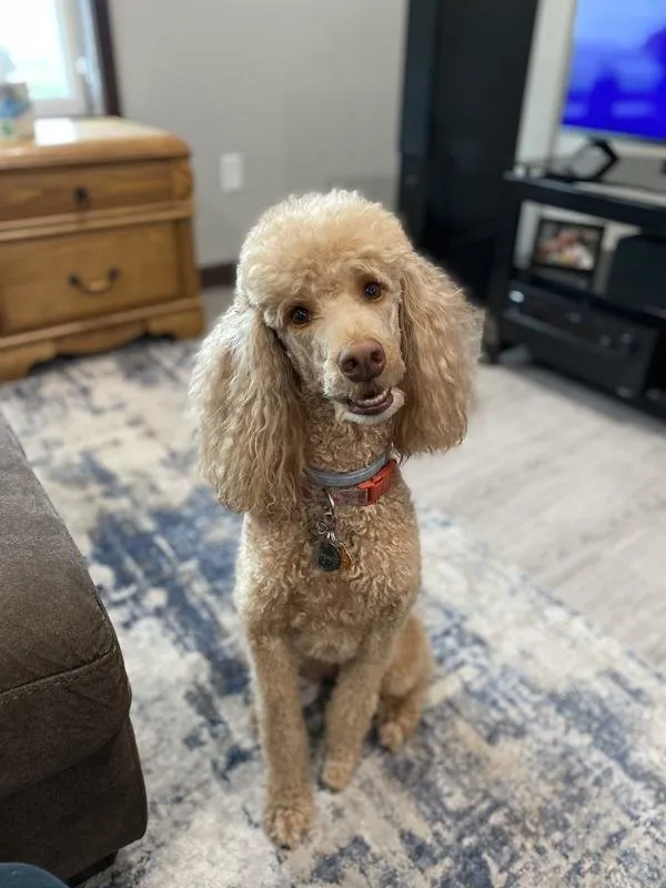 Rosie, a healthy and happy Standard Poodle, maintaining stable weight and enjoying her Freshpet meals.