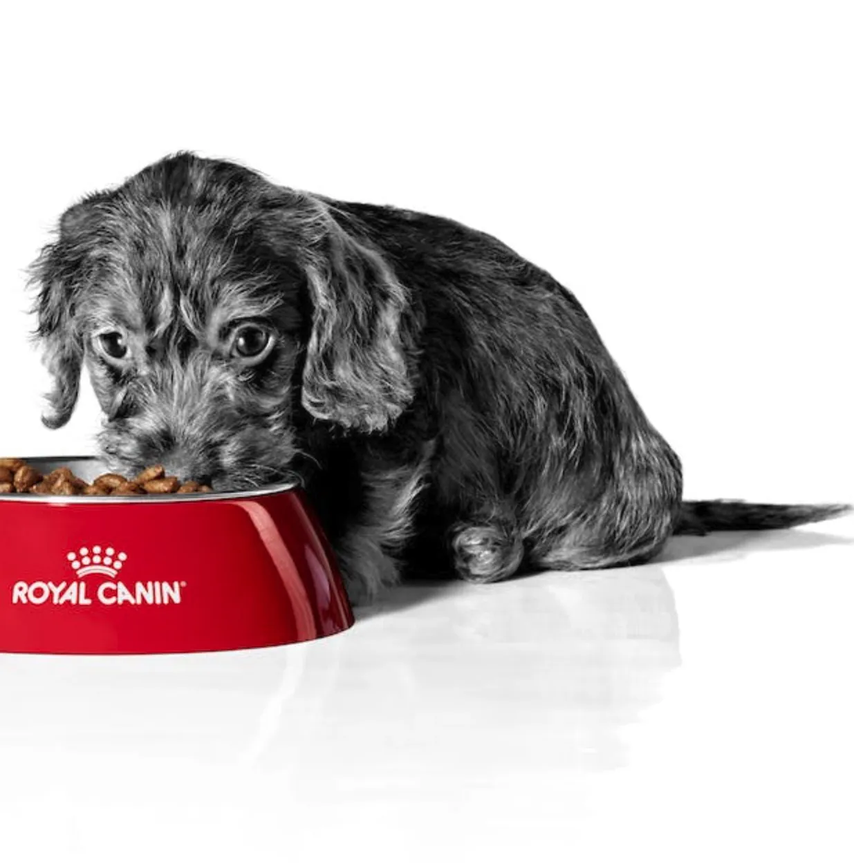 Royal Canin breed specific dry food for dogs