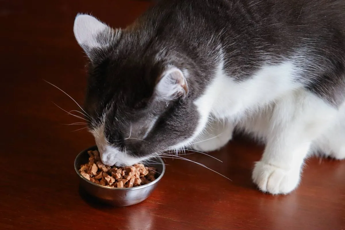 Royal Canin Feline Health Nutrition Adult Instinctive Thin Slices in Gravy Wet Canned Cat Food