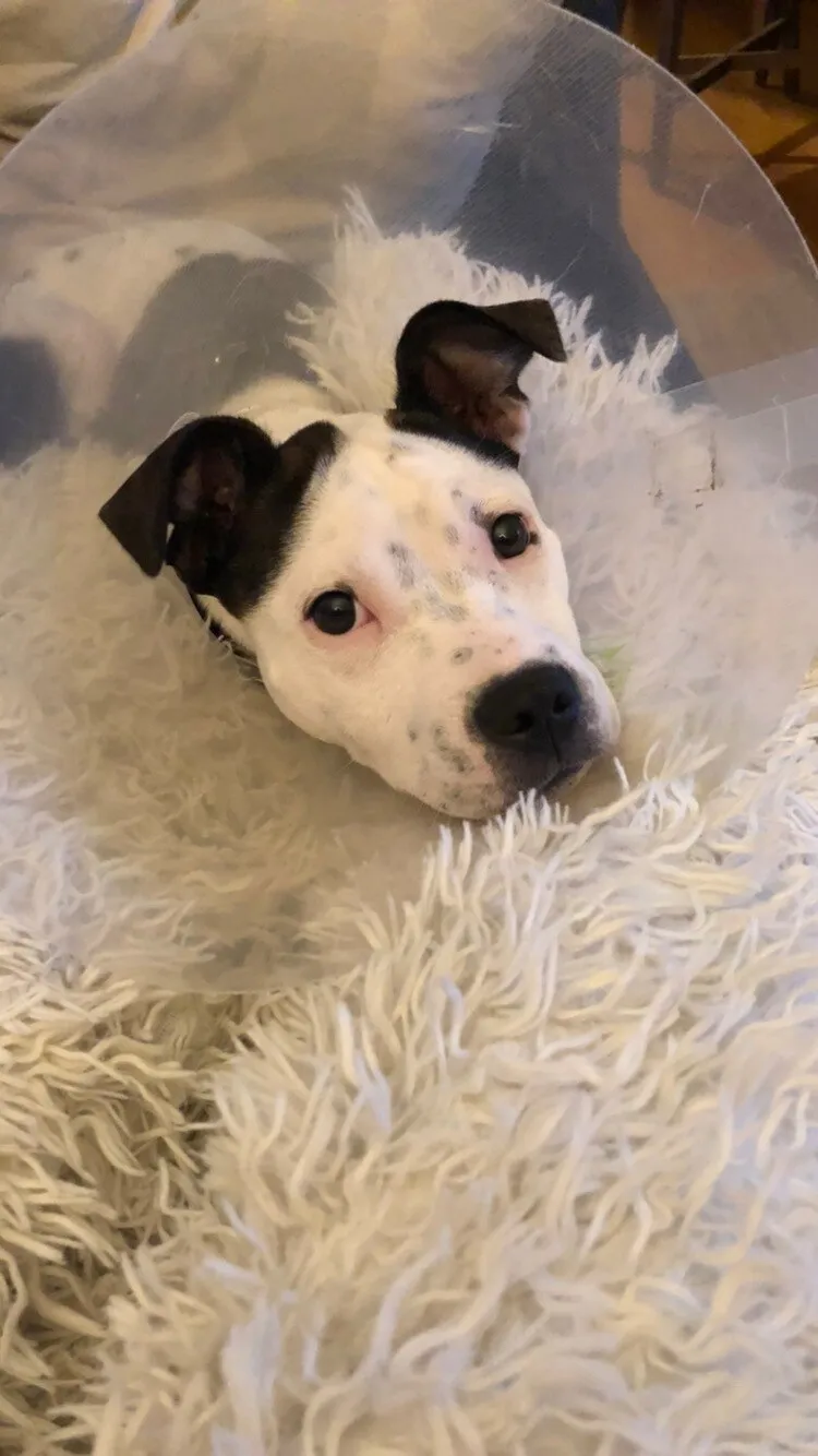 Ruby the Staffy puppy wearing a plastic cone after hip surgery