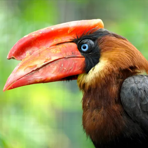Rufous-headed Hornbill with a distinctive casque and bill.