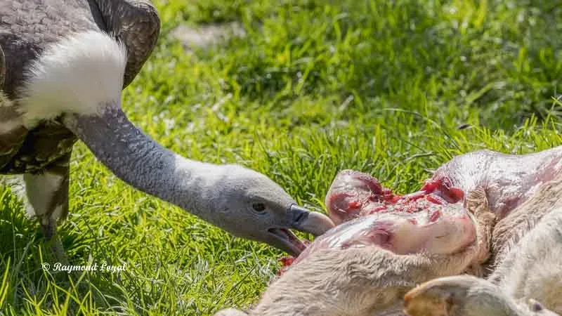 Rüppell's Griffon Vulture feeding on a dead sheep carcass