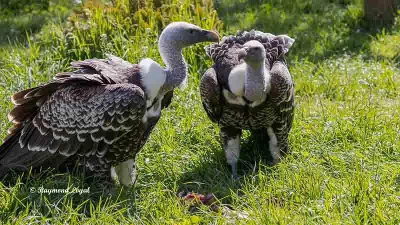 Rüppell's Griffon Vulture perched closely during observation