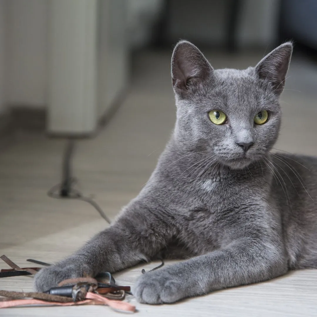 Russian Blue cat engaged in active playtime with toys