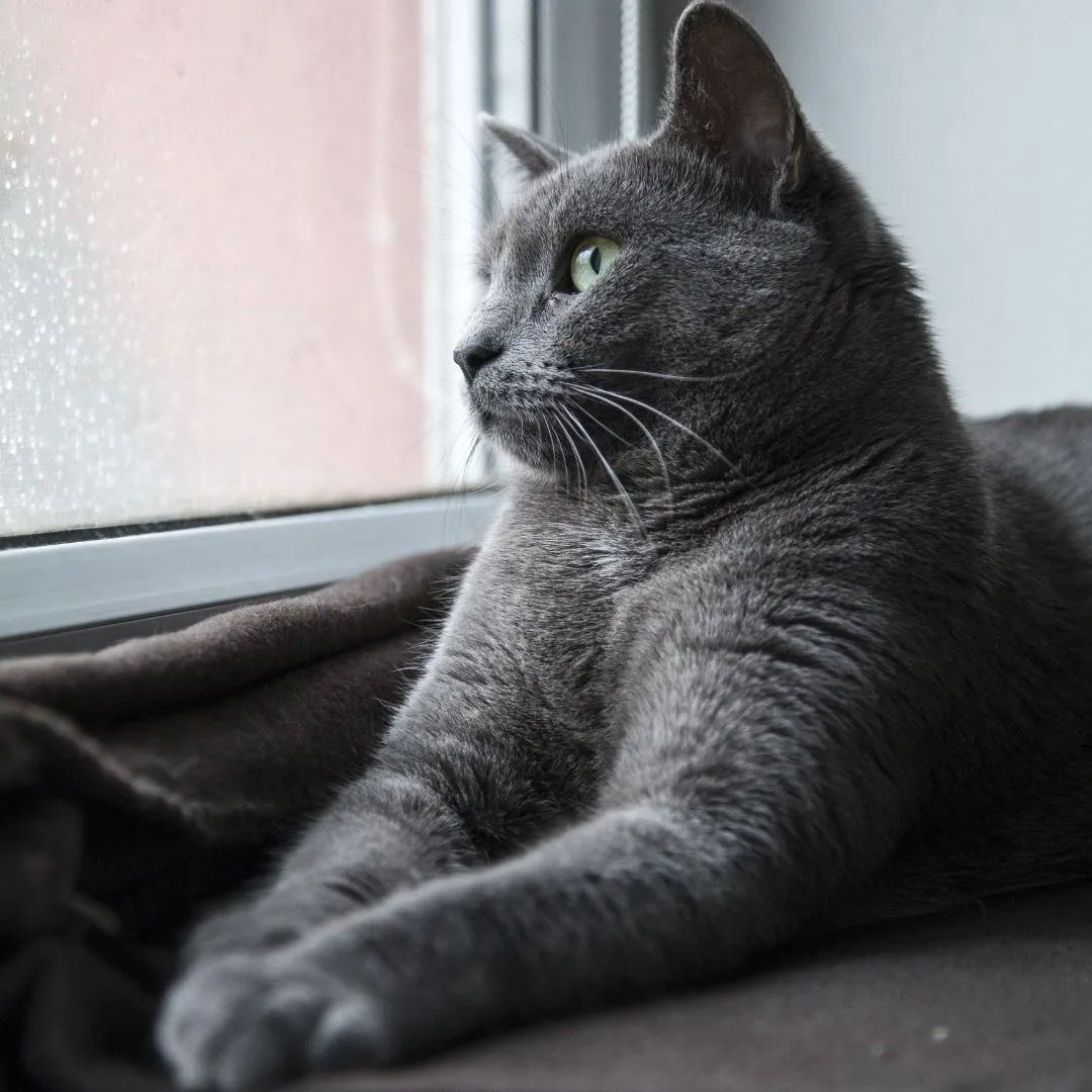 Russian Blue cat showcasing its distinctive traits and dense coat