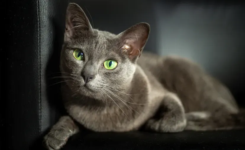 Russian Blue cat with dense silver-gray fur
