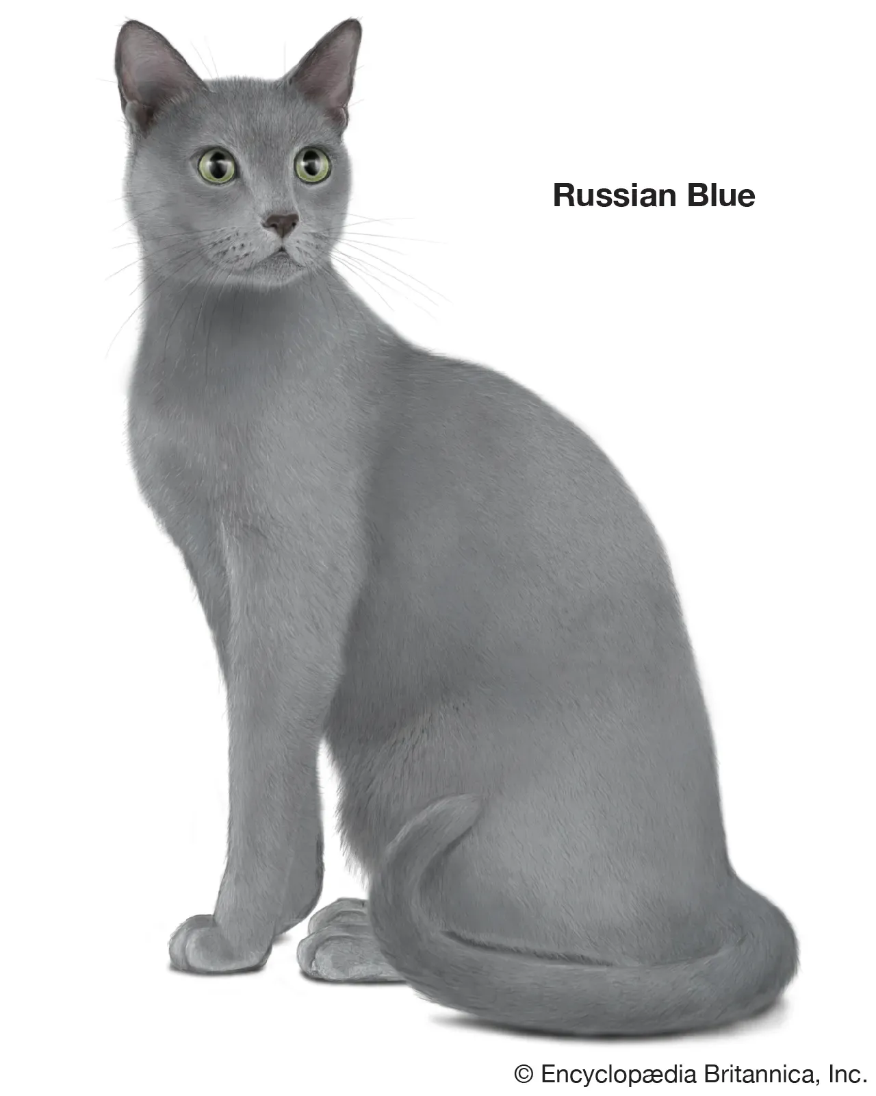 Russian Blue cat with double coat and silver tipping