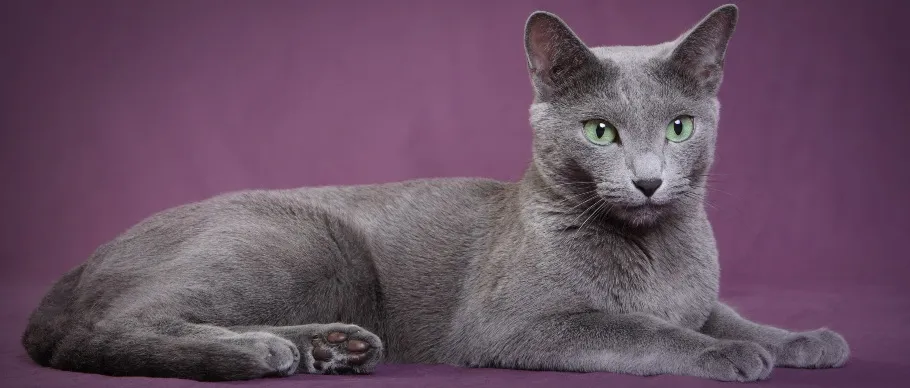 Russian Blue cat with soft grayish-blue coat