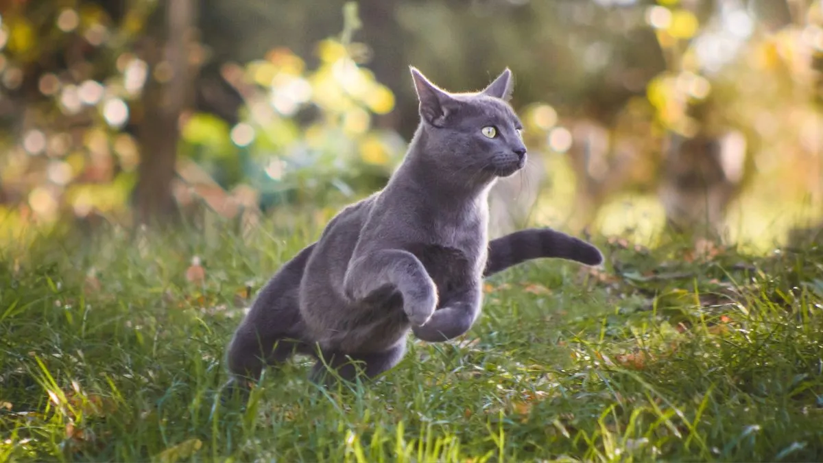 Russian Blue cat