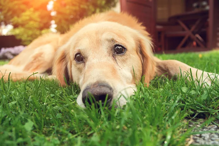 Sad Golden Retriever lying on the ground, looking distressed.
