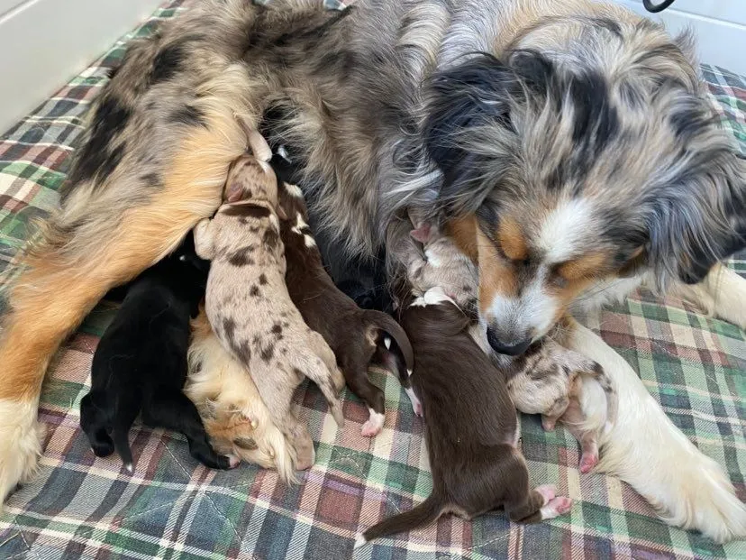Sage and Enzo's newborn mini aussie puppies playing together