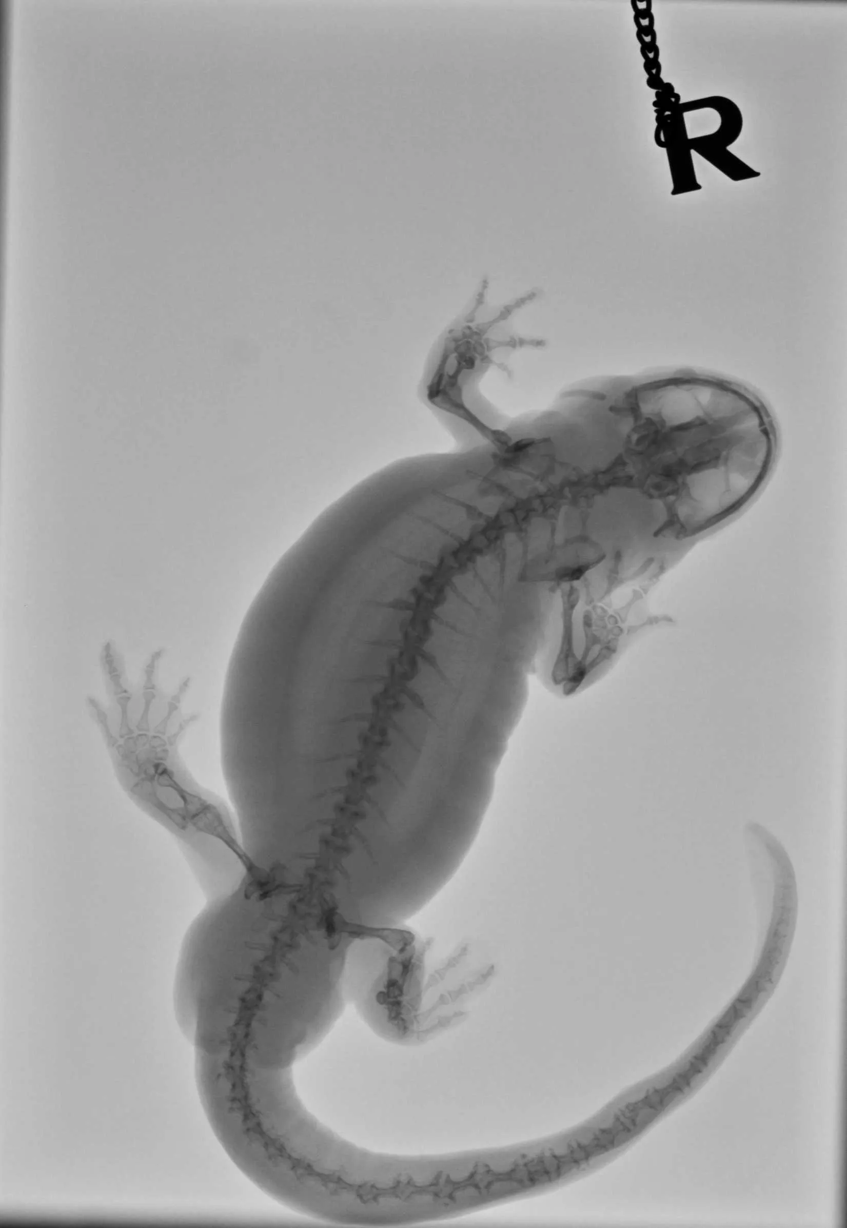 Salamander with ascites (fluid accumulation)