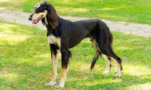 Saluki with silky coat in graceful run