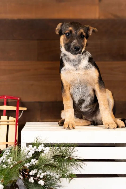 Sam (#997-25), sweet Australian Shepherd Heeler Mix male puppy ready for home