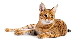 Savannah F1 cats displaying exotic spotted fur and tall stature