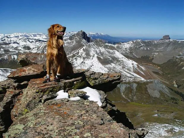 Sawyer, a majestic Golden Retriever, sits proudly on the summit of Wetterhorn Peak in Colorado