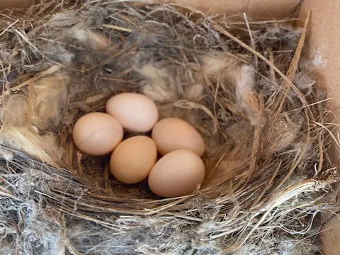 Say's Phoebe nest filled with eggs