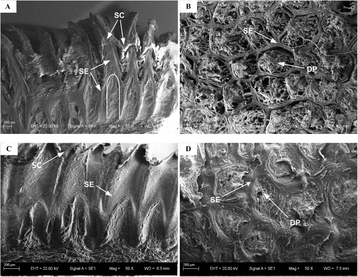 Scanning electron microscope images showing spike-like structures and honeycomb pits in the stratified epithelium of dog paw pads from German Shepherd and Chinese Rural dogs