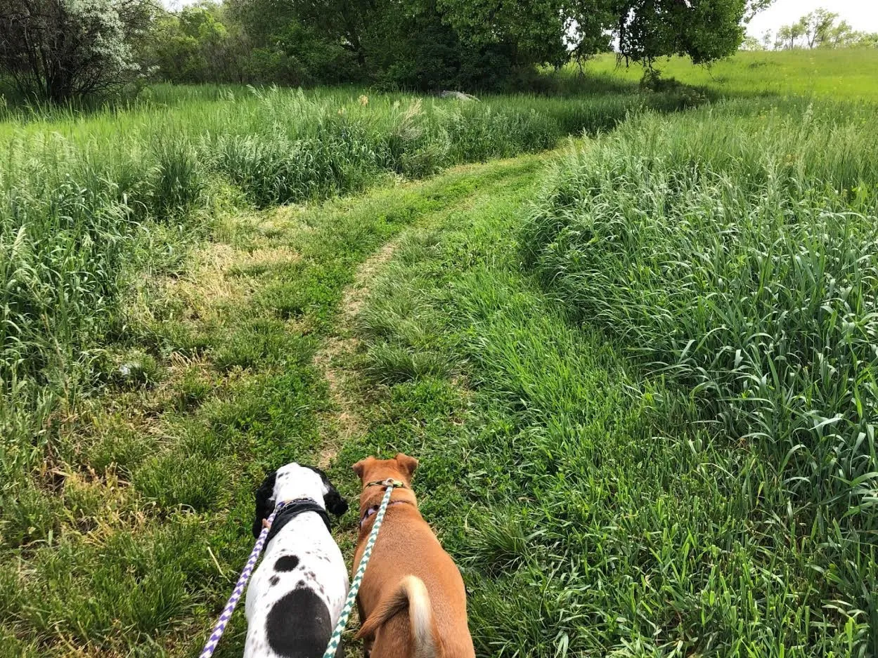Scenic hiking trail used for dog enrichment activities