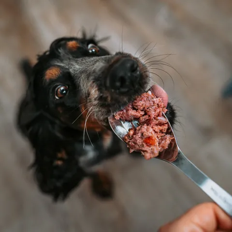 Scoops of raw frozen dog food in a bowl