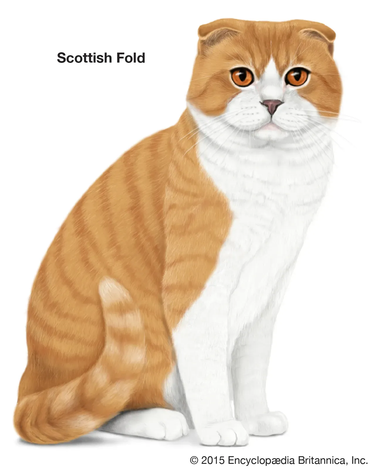 Scottish Fold cat with characteristic folded ears