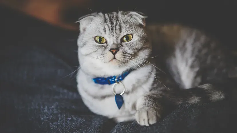 Scottish Fold cat with folded ears and surprised expression