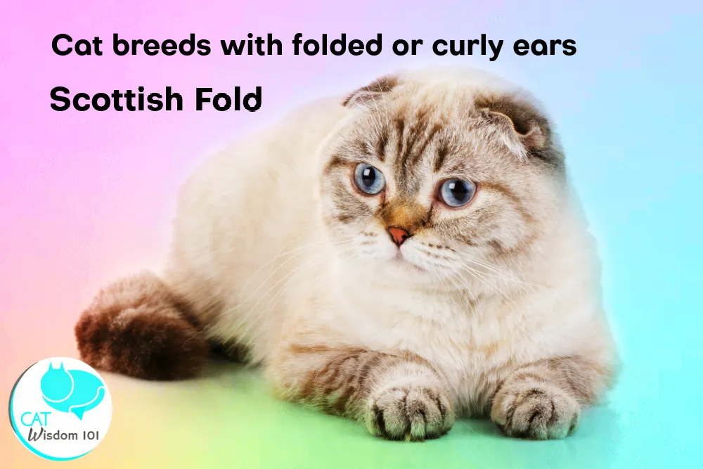 Scottish Fold cat