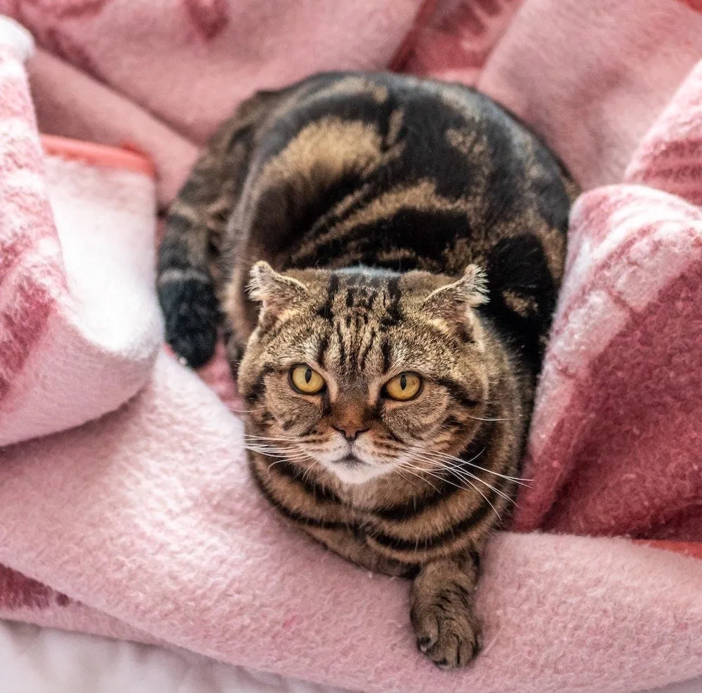 Scottish Fold - most affectionate cat breeds