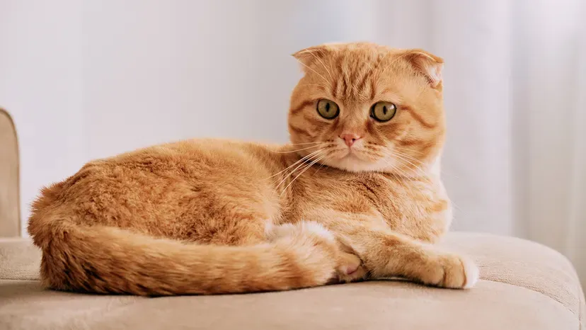 Scottish Fold with folded ears