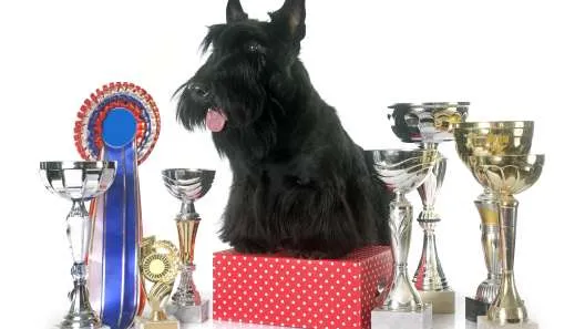 Scottish Terrier posing with trophies, representing show dog heritage