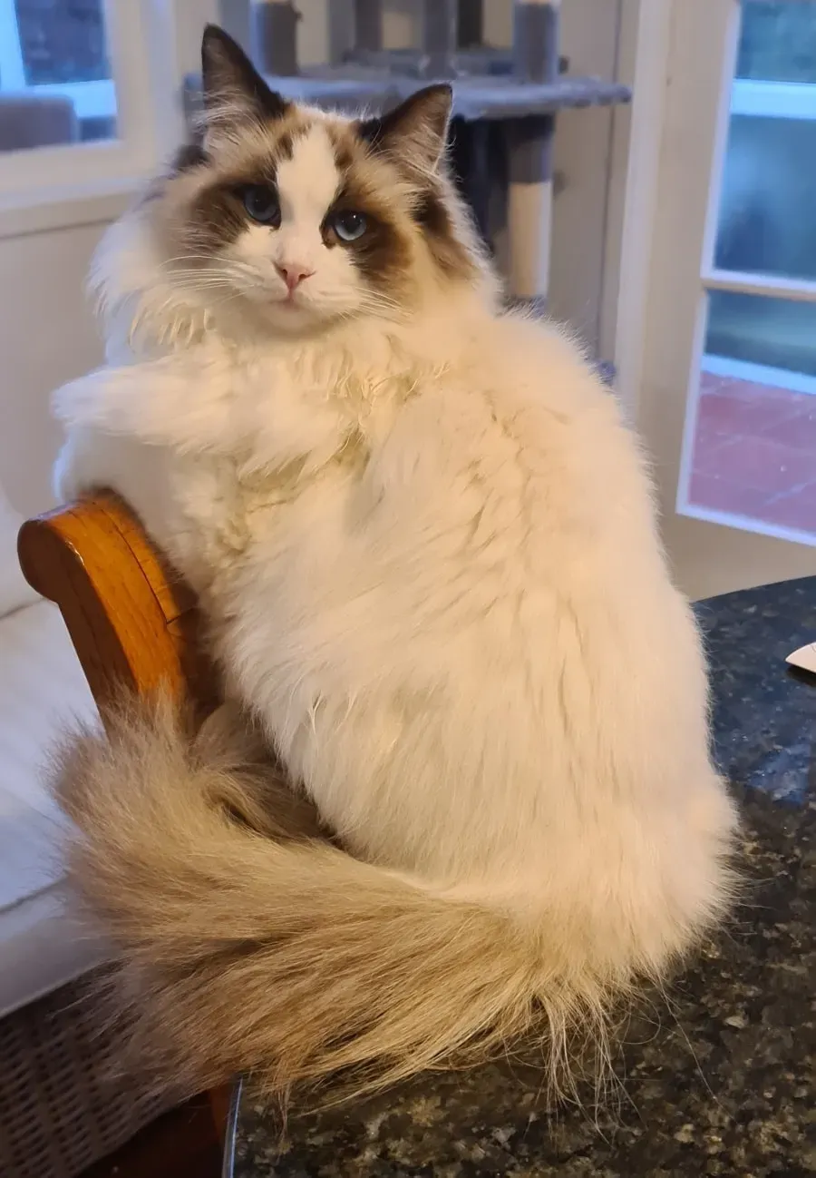 Seal bi-color female Dr Sassy Blue