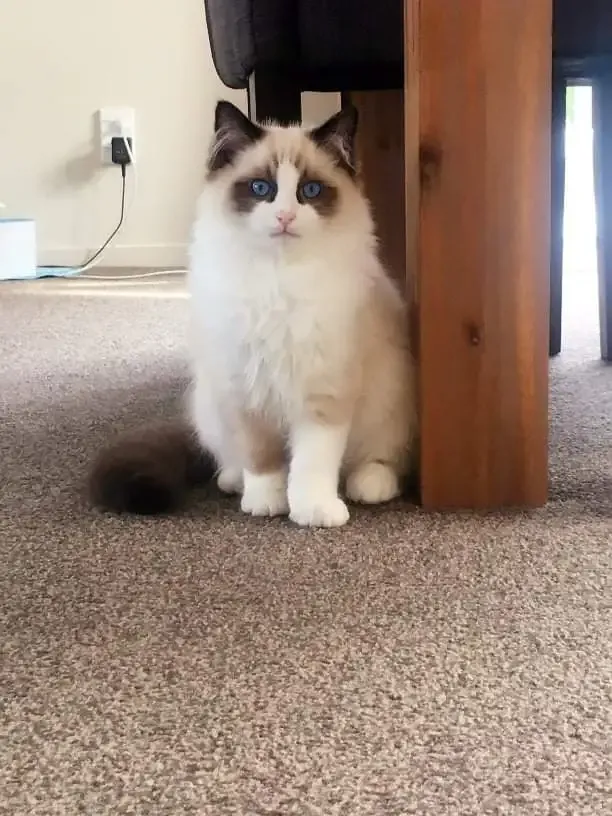 Seal bi-color female Jellybean