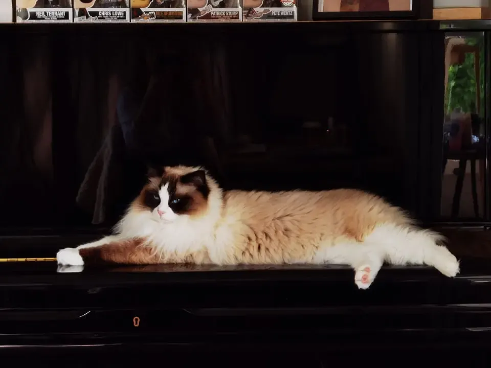 Seal bi-color female Miss Sprinkles aka Amelia