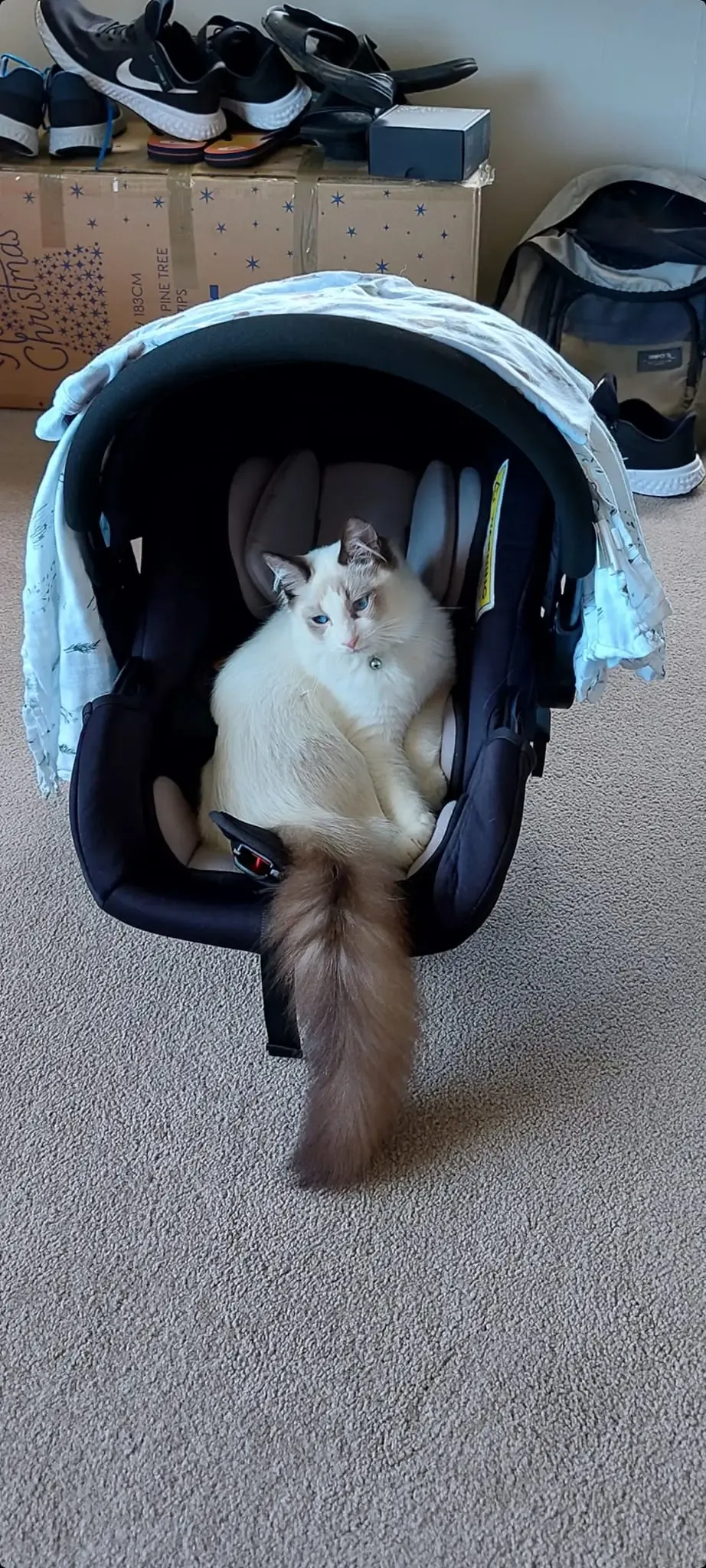 Seal bi-color male Darcy