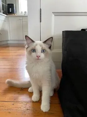 Seal bi-color male Howie