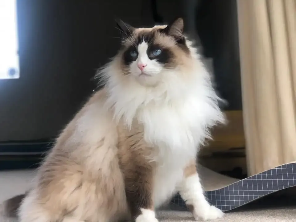 Seal bi-color male Loki aka Louie