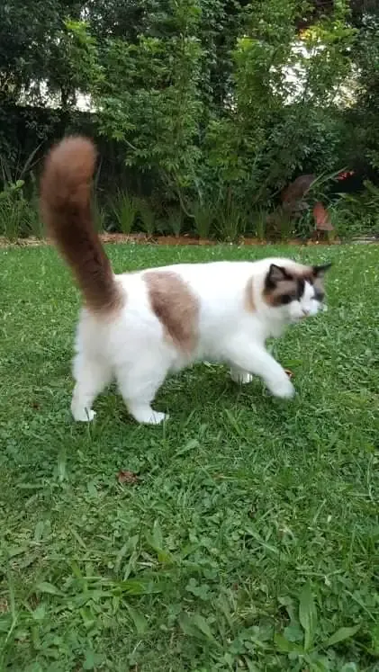 Seal bi-color male Tuffy