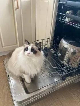 Seal bi-color male Unicorn Baron