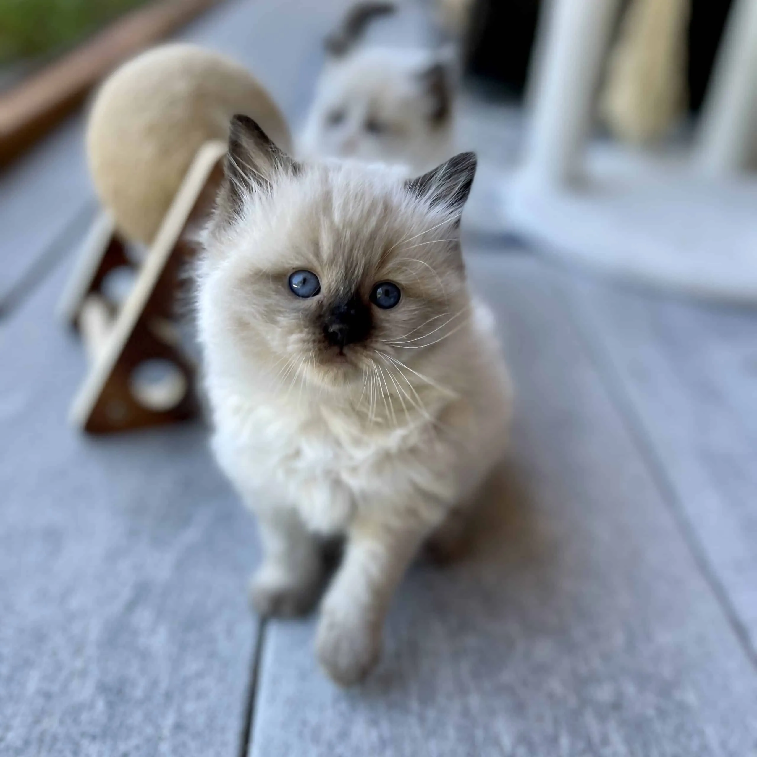 Seal-Colorpoint-ragdoll kitten colors