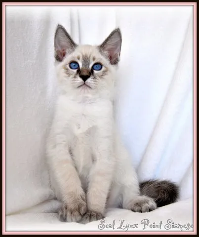 Seal Lynx Point Balinese adult cat