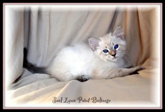 Seal Lynx Point Siamese kitten
