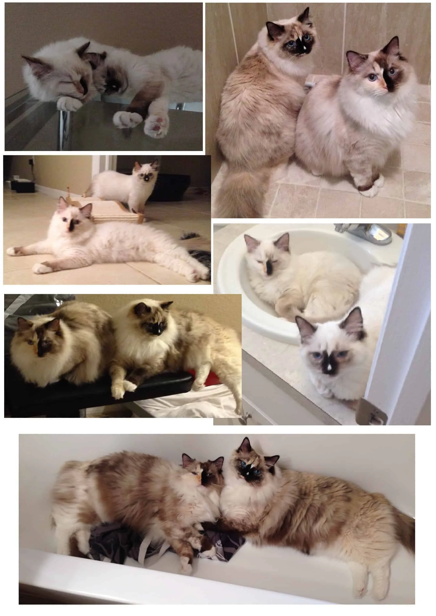 Seal mitted tortie Ragdoll cats Mia and Mya with blazes, sisters from Cape Coral, Florida