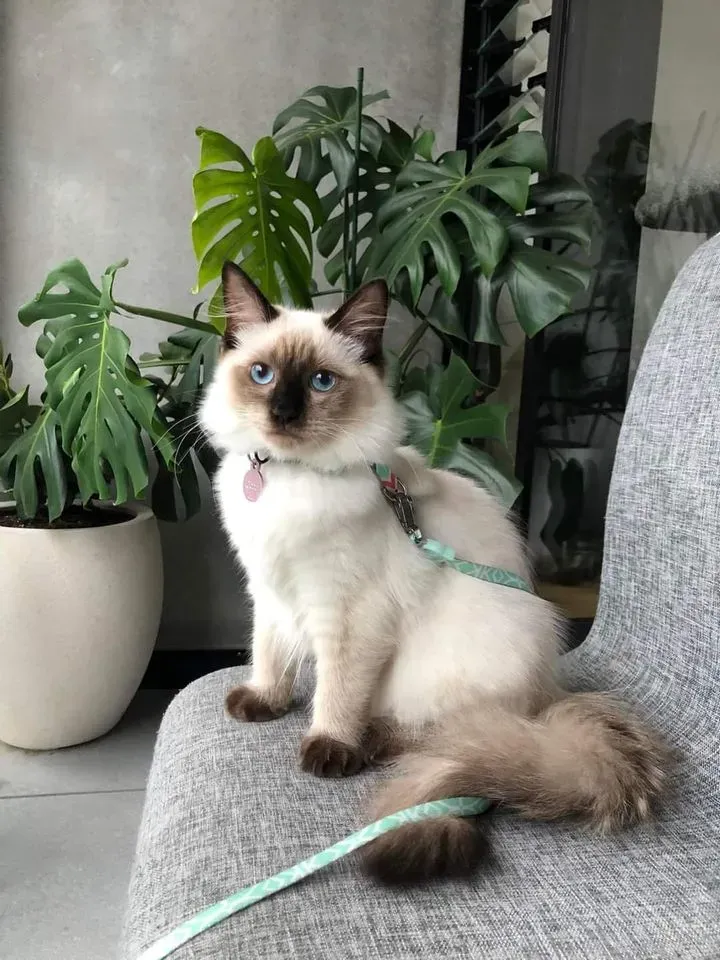 Seal point female Coco Bear