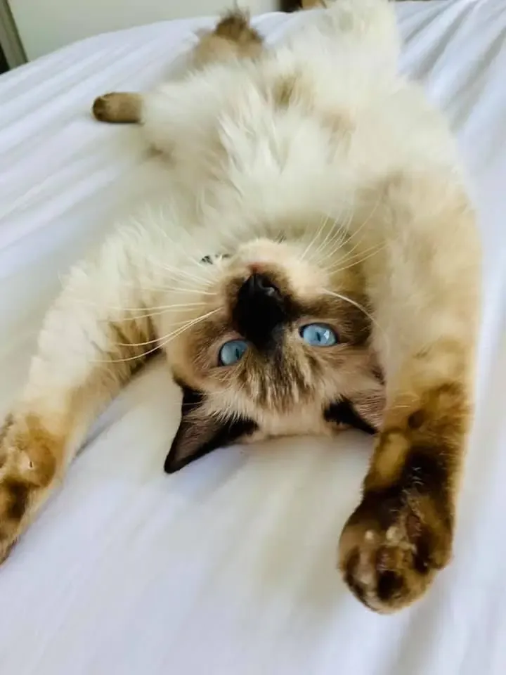 Seal point female Flossy