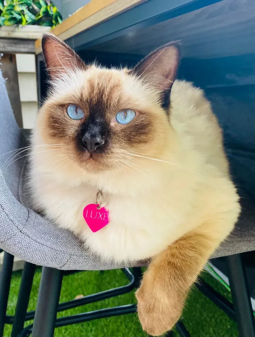 Seal point female Luxe