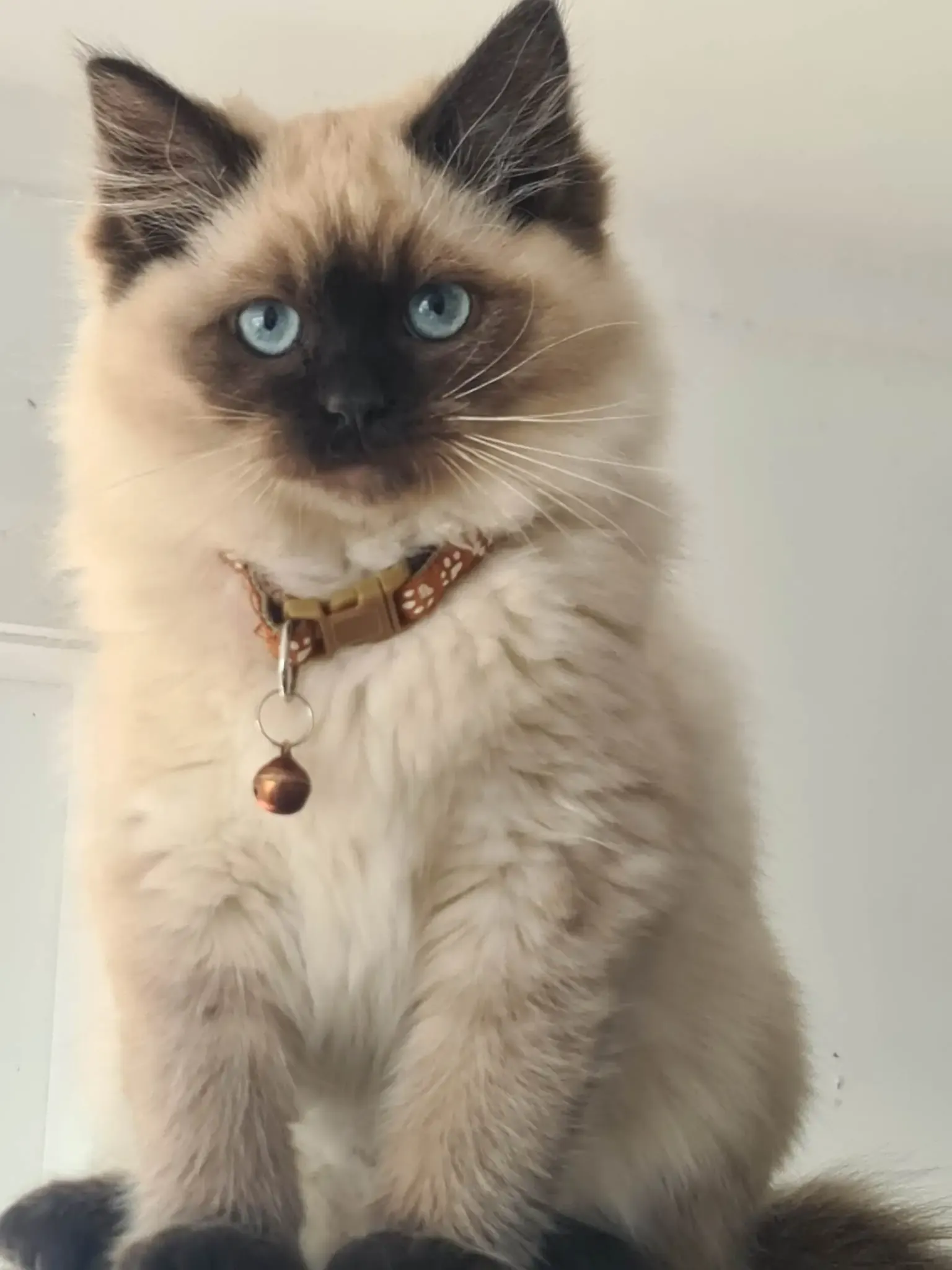 Seal point female Miss Sparky