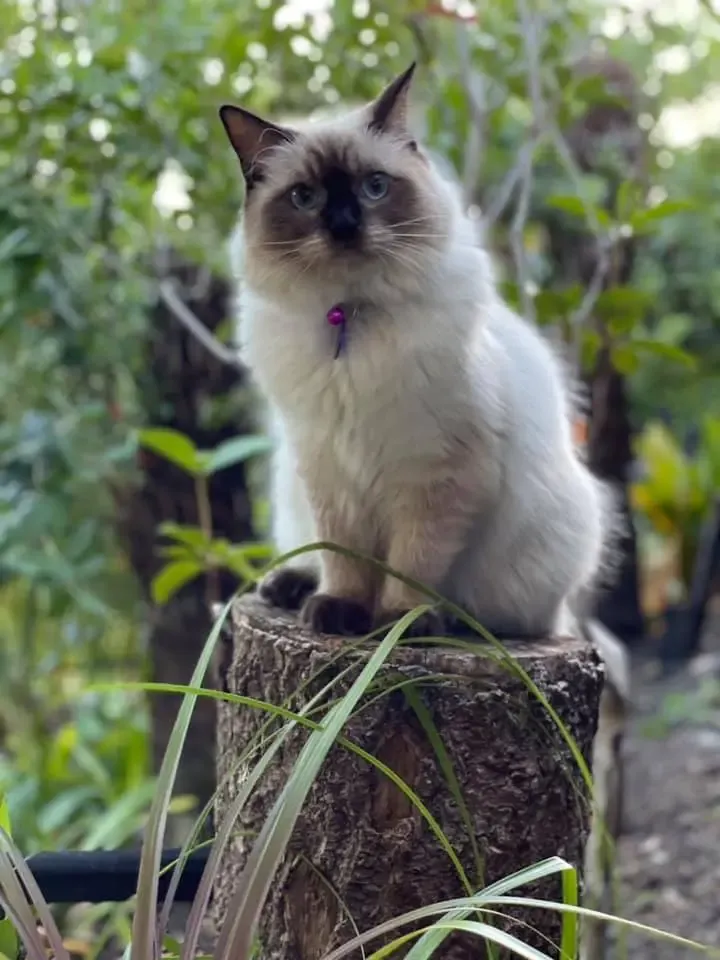 Seal point female Sky
