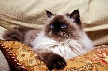 Seal Point Himalayan Persian cat