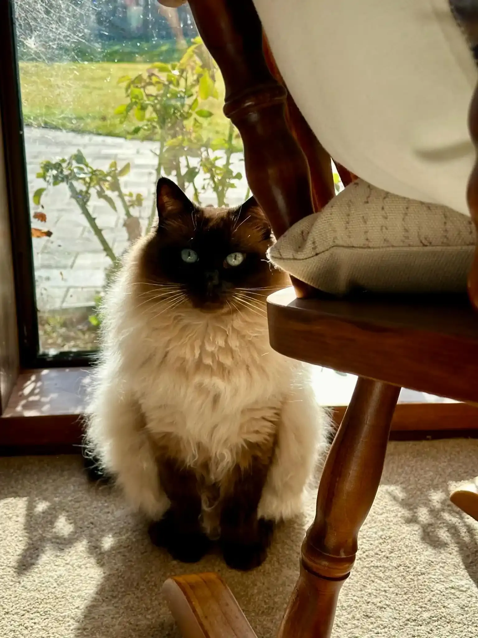 Seal point male Brown Bear