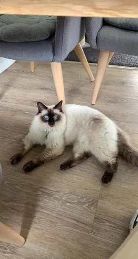 Seal point male Flynn